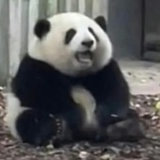 咩咩