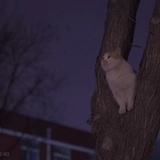 望月猫猫头