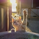 橘猫局长