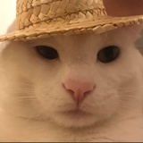 AKA胖橘猫