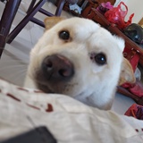 小狗养我