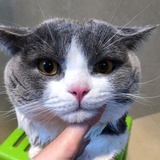 猫大爷