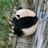 拾柒