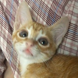 小猪日记