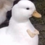 一只挖掘叽