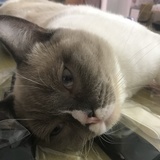二哈