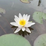 青燈歸來客