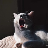 Dexter