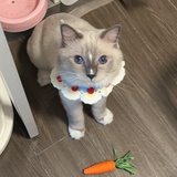 路漫漫🐱