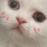 卷毛怪