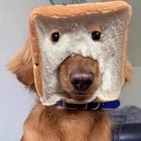 黑猫烧仙草