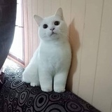 清怡