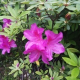 绿植杀手