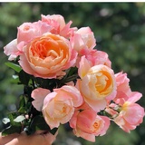 豆友200081841
