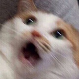 好多鱼