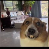 虎了吧唧i