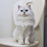 三巨木