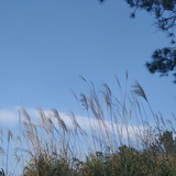 紫色的天空