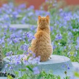 甜刺猬M