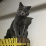 蓝泡泡