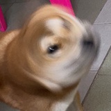 板少