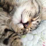 江夏一只猫