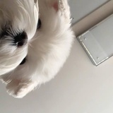 吱吱呜呜
