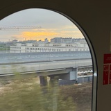 大树大树x