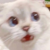 钮钴禄西西
