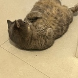 榴莲小鱼