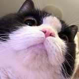 奶牛猫大王^^