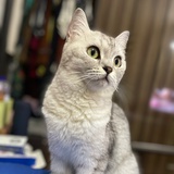 青梅Cynthia