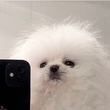 茗松