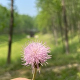 种花花种菜菜