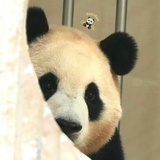 小狐狸爱夏天