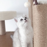 年糕是只猫
