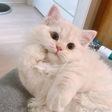 小p纯蠢呀