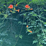 元元