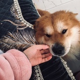 发个呆呆
