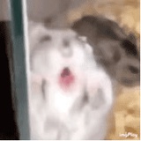 呵呵哒