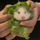 烧水的壶