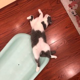 奶牛是咪咪喵