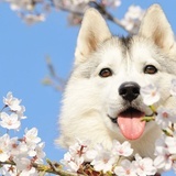 狗子快过来