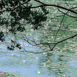 飞花满江树