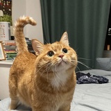 柴丸