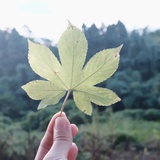 茄子🍆
