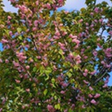 星星为你而闪耀