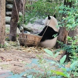Yihon