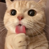 哈登