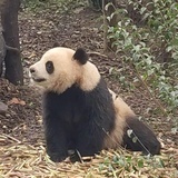 陌上桑